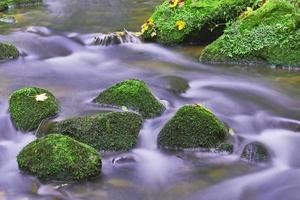 dans le ruisseau d'automne photo