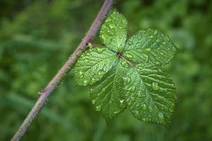 une feuille de mûre photo