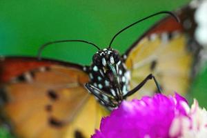 papillon tigre uni gros plan macro photo premium