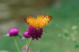 papillon tigre uni gros plan macro photo premium