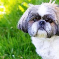 mignon chiot chien avec fond d'herbe verte bokeh photo premium