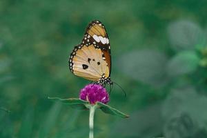 papillon tigre uni gros plan macro photo premium