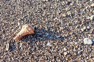 ensemble de coquillages sur fond de sable blanc photo