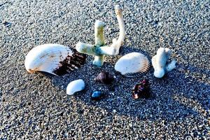 ensemble de coquillages sur fond de sable blanc photo