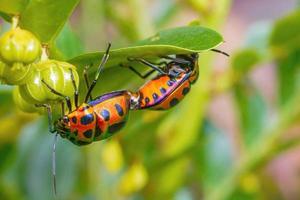 accouplement bijou indien bug macro gros plan photo premium