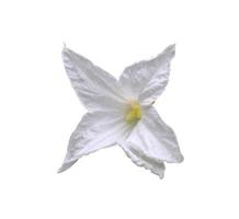 courge de lierre ou feuille de coccinia grandis. gros plan fleur blanche exotique isolée sur fond blanc. vue de dessus fleurs blanches. photo