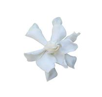 fleurs de jasmin du cap ou de jasmin de gardénia ou de gardénia jasminoides. gros plan de fleurs exotiques blanches de l'arbre de jasmin du cap isolé sur fond blanc. le côté de la fleur blanche. photo