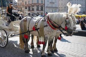 Cracovie, Pologne - 19 septembre. Calèche et chevaux parmi le trafic à Cracovie, Pologne le 19 septembre 2014. personnes non identifiées photo