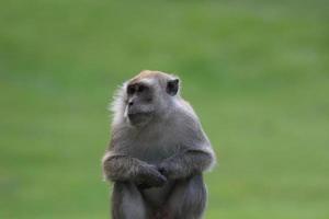 macaque à longue queue photo