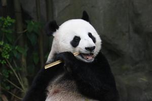 panda géant dans un enclos photo