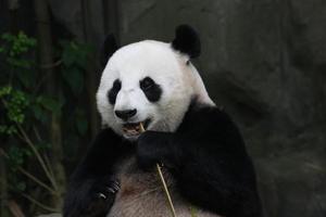 panda géant dans un enclos photo