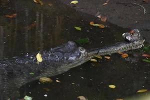 gharial indien dans l'eau photo