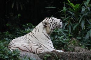 tigre blanc assis autour photo