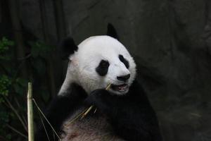 panda géant dans un enclos photo