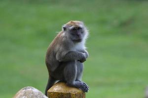 macaque à longue queue photo