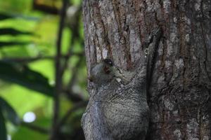 Colugo malais sur un arbre photo