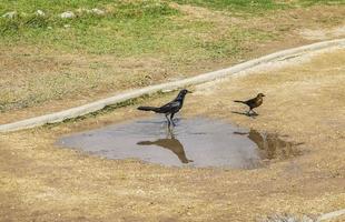 oiseau mâle quiscale à grande queue à l'étang d'eau tulum mexique. photo