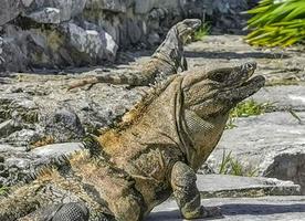 iguane sur rocher tulum ruines site maya temple pyramides mexique. photo