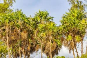 plage tropicale palmiers sapins ciel bleu mexique naturel. photo