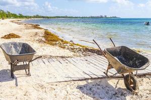 algues rouges très dégoûtantes plage de sargazo playa del carmen mexique. photo