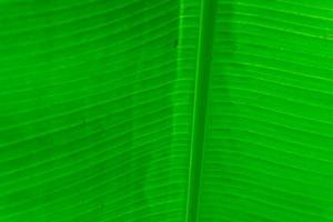 texture verte de la feuille de bananier photo