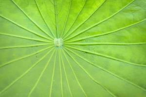 texture de feuille de lotus photo