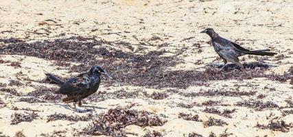 Le quiscale bronzé mange du sargazo sur la plage au Mexique. photo