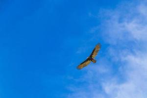 Urubu à dinde noire tropicale cathartes aura aura ciel bleu mexique. photo