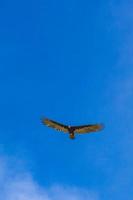 Urubu à dinde noire tropicale cathartes aura aura ciel bleu mexique. photo