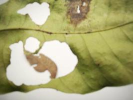 feuille verte avec des trous et des feuilles sèches isolé sur fond blanc photo