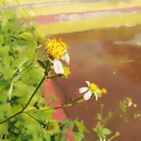 biden pilosa est une couleur blanche poussant à la périphérie du jardin, bidens pilosa est un type de plante appartenant à la tribu des astéracées. photo