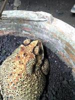 une grenouille assise sur un pot de fleurs. photo