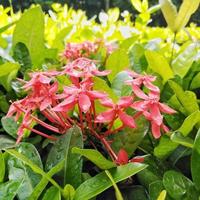 ixora rouge vif poussant dans le jardin. fermer. ixora est un genre de plantes à fleurs de la famille des rubiacées photo