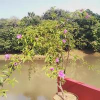 fleurs en papier ou bougainvilliers aux couleurs vives qui conviennent au jardin dans le jardin ou la cour de la maison photo