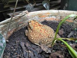 une grenouille assise sur un pot de fleurs. photo