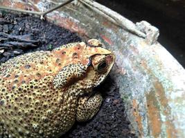 une grenouille assise sur un pot de fleurs. photo