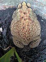 une grenouille assise sur un pot de fleurs. photo