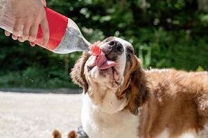 rue assoiffée. chien bernard buvant à partir d'une bouteille en plastique à l'extérieur par une chaude journée d'été, des éclaboussures d'eau et des pulvérisations photo