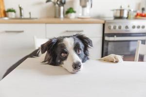 chien border collie affamé assis sur une table dans une cuisine moderne regardant avec des yeux de chiot drôle de visage en attente de repas. chien drôle regardant triste et attendant le petit déjeuner à la maison à l'intérieur, soins pour animaux de compagnie vie animale photo