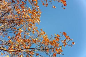 vue d'automne naturelle des arbres avec des feuilles d'orange jaune dans la forêt ou le parc du jardin. feuilles de chêne pendant la saison d'automne. nature inspirante en octobre ou septembre. concept de changement de saisons. photo