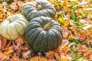 fond automnal. citrouilles d'automne d'automne sur les feuilles d'automne séchées fond de jardin en plein air. octobre septembre fond d'écran changement de saisons concept d'aliments biologiques mûrs fête d'halloween jour de thanksgiving. photo