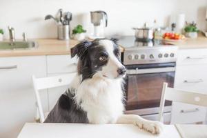 chien border collie affamé assis sur une table dans une cuisine moderne regardant avec des yeux de chiot drôle de visage en attente de repas. chien drôle regardant triste et attendant le petit déjeuner à la maison à l'intérieur, soins pour animaux de compagnie vie animale photo