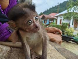 bébé singe séparé de sa mère et adopté par l'homme, conservation photo