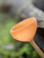 champignons de champagne ou champignons de coupe poussant sur des terres moussues dans la forêt tropicale en indonésie, macro nature, mise au point sélectionnée photo