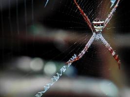 belle araignée accrochée au web en attente de nourriture, macro nature photo