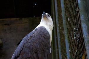 portrait d'un aigle photo