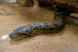 une grande image en gros plan d'anaconda du zoo photo