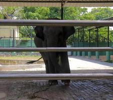 une image d'éléphants en cage du zoo photo