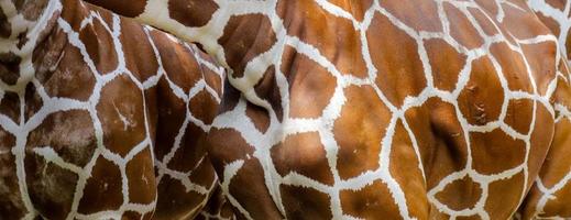 texture de motif de peau de girafe réelle pour l'image d'arrière-plan photo
