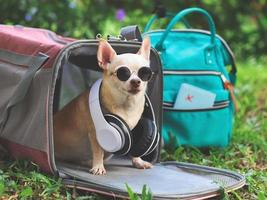 chien chihuahua marron portant des lunettes de soleil et des écouteurs, assis devant un sac de transport pour animaux de compagnie en tissu rose sur l'herbe verte avec sac à dos et passeport, voyage en toute sécurité avec des animaux. photo
